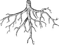 root